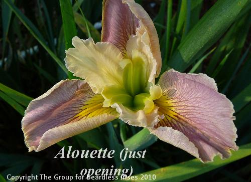 Alouette newer 
